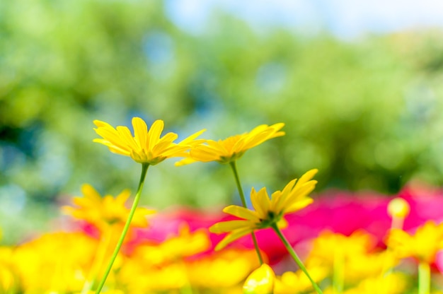 Photo close-up of yellow flowers