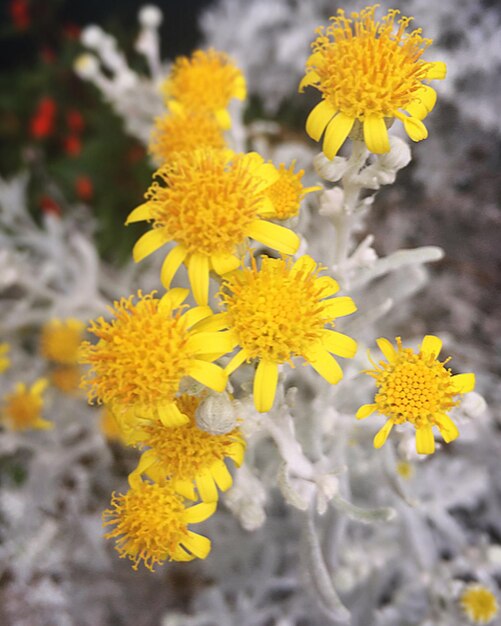 Close-up of yellow flowers