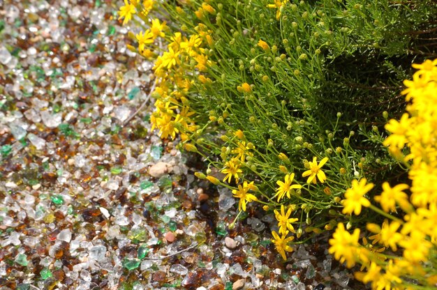 Close up of yellow flowers