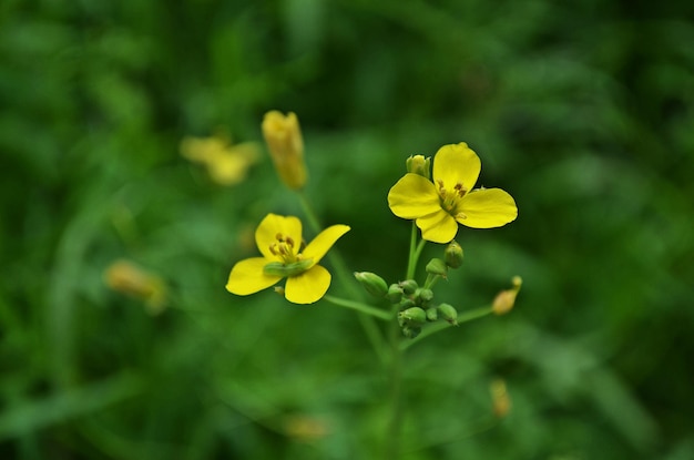 黄色の花のクローズアップ