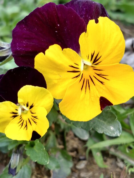 Foto close-up di fiori gialli