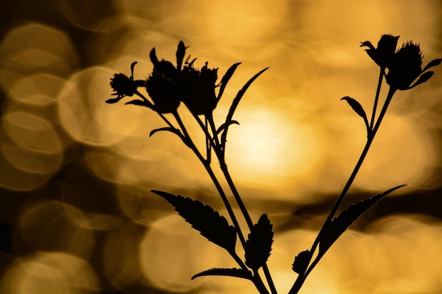 Foto close-up di fiori gialli