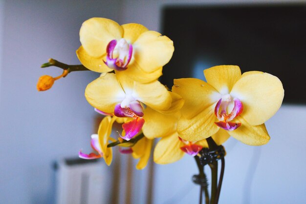 Photo close-up of yellow flowers