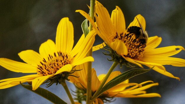 Foto close-up di fiori gialli