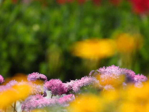 Close-up of yellow flowers