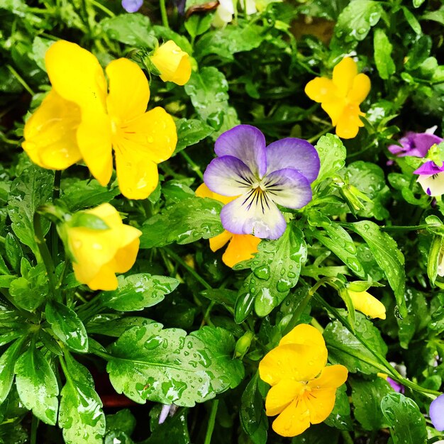 Close-up of yellow flowers