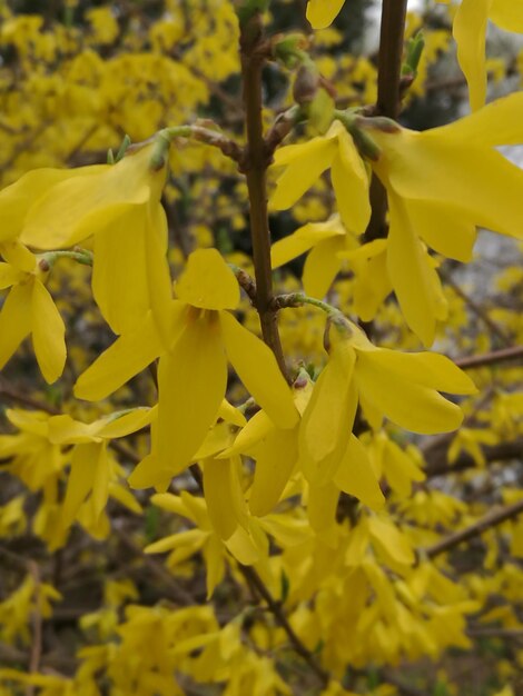 Close-up of yellow flowers