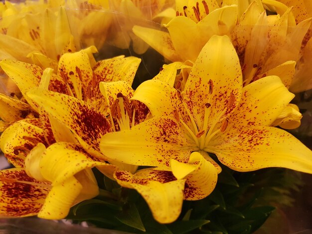 Close-up of yellow flowers