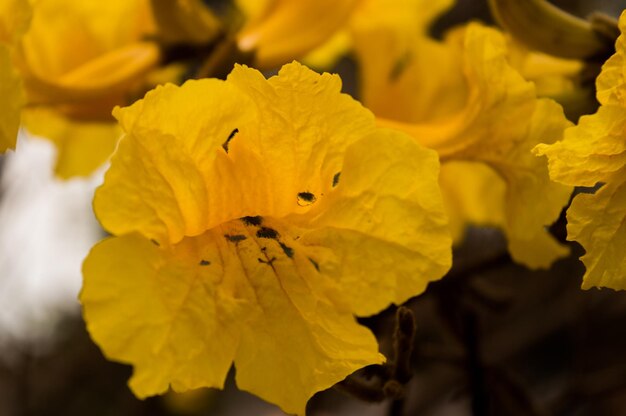 Close-up of yellow flowers