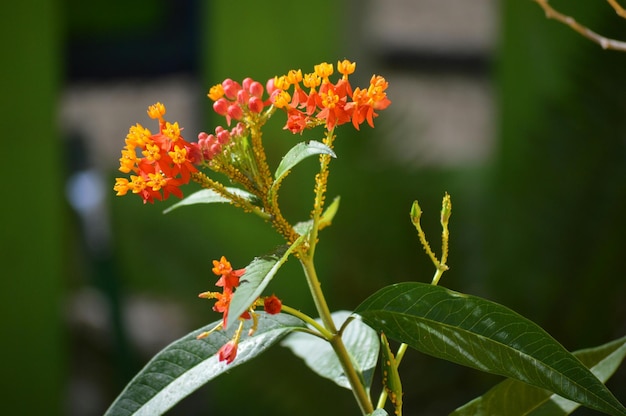 Photo close-up of yellow flowers