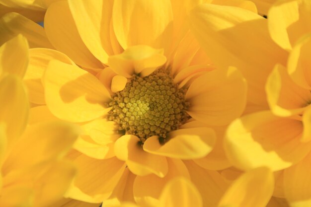 Close-up of yellow flowers