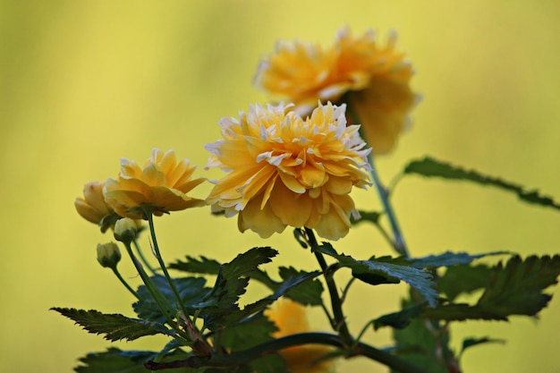 Foto close-up di fiori gialli