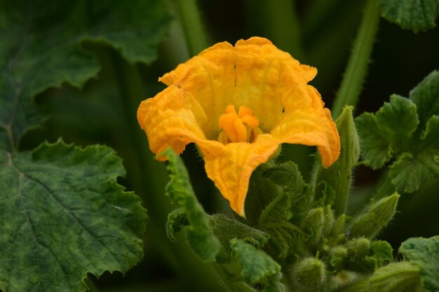 Close-up of yellow flowers