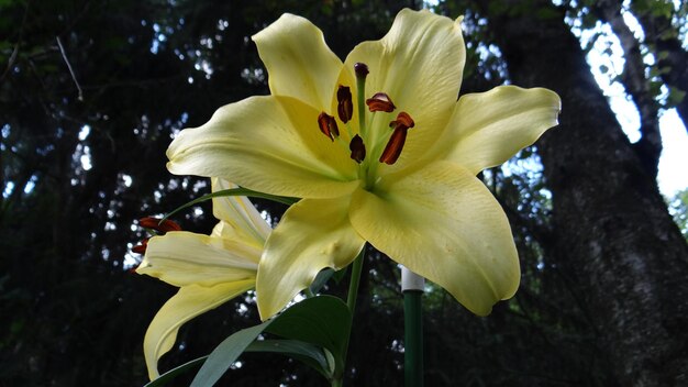 Photo close-up of yellow flowers