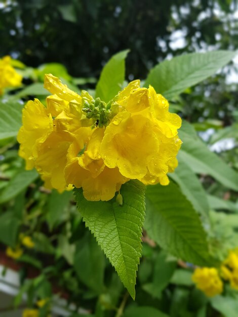 Close-up of yellow flowers