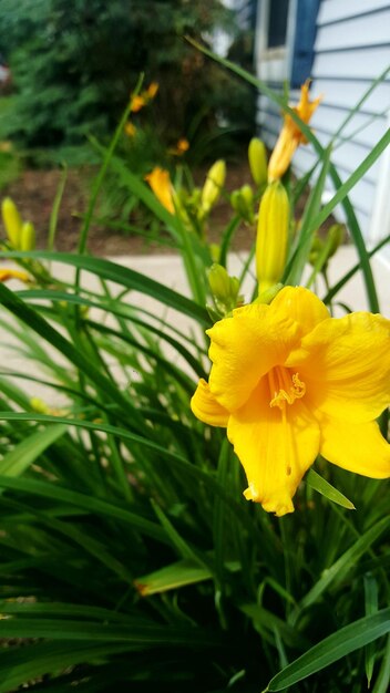 Close-up of yellow flowers