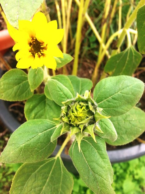 Close-up of yellow flowers