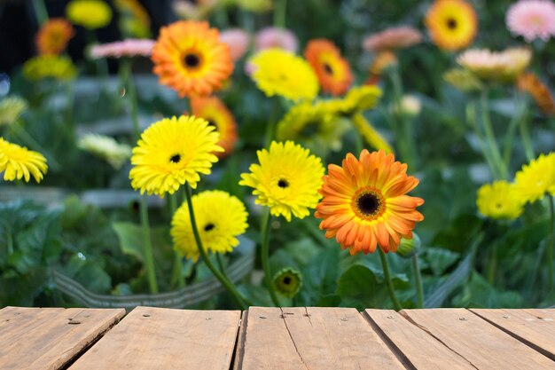 Photo close-up of yellow flowers