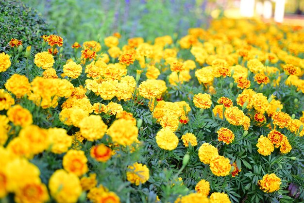 Close-up of yellow flowers