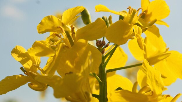 Close-up of yellow flowers