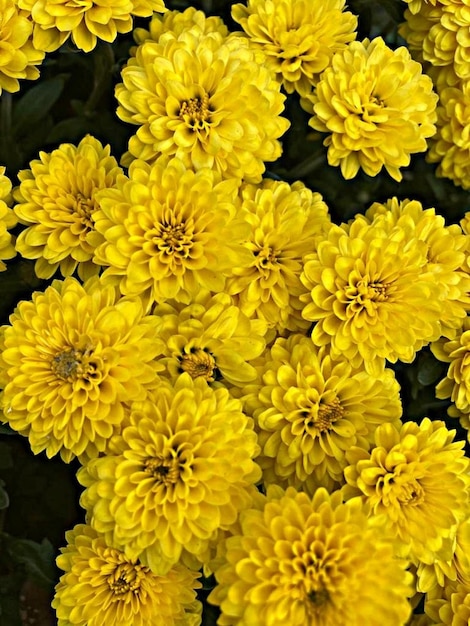 Close-up of yellow flowers