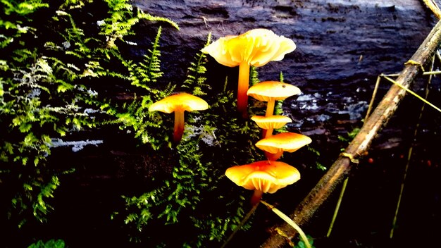 Photo close-up of yellow flowers