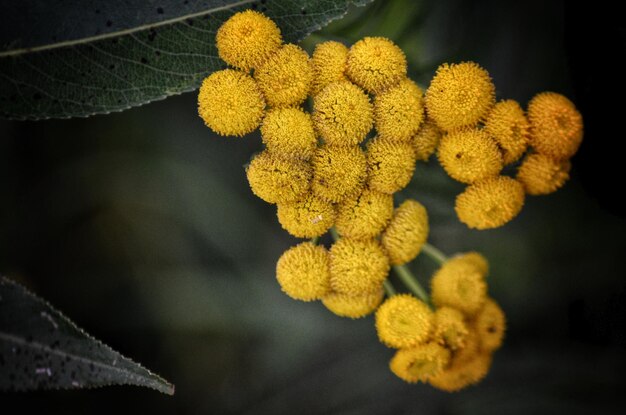 Foto close-up di fiori gialli