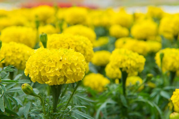 Close-up of yellow flowers