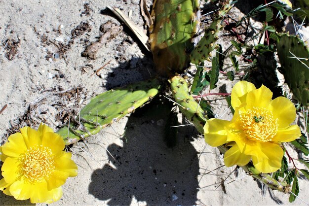 Close-up of yellow flowers