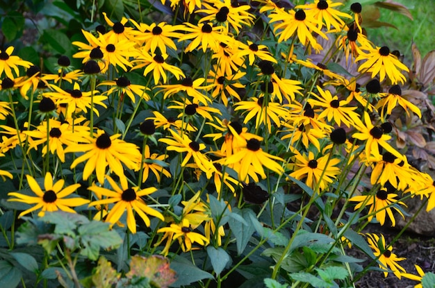 Foto close-up di fiori gialli