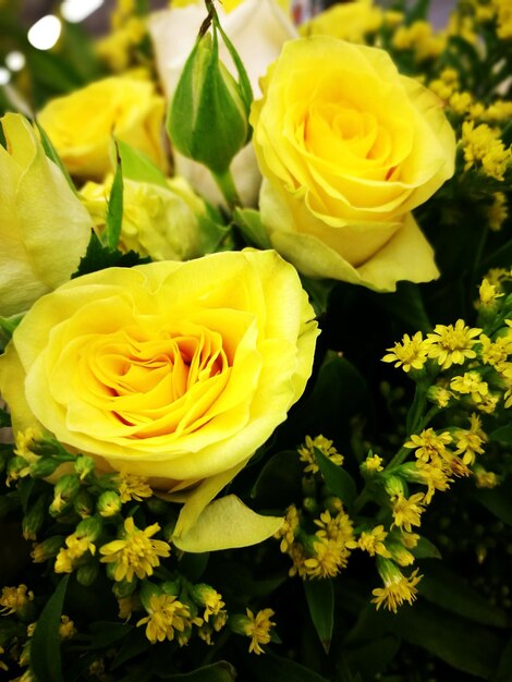 Close-up of yellow flowers