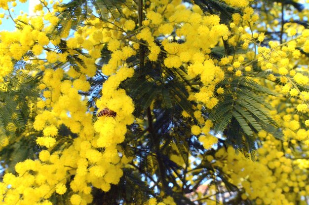 Close-up of yellow flowers