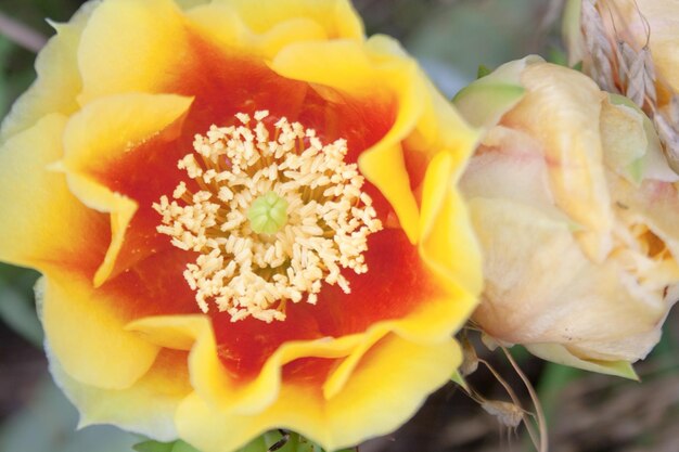 Close-up of yellow flowers