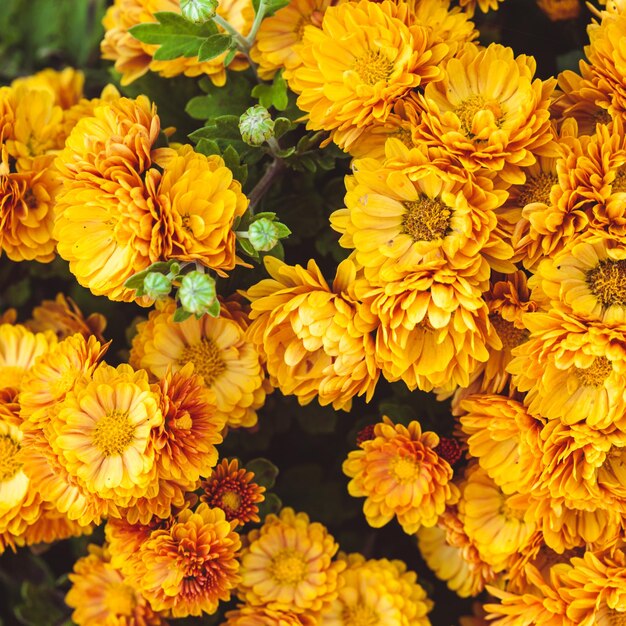 Close-up of yellow flowers