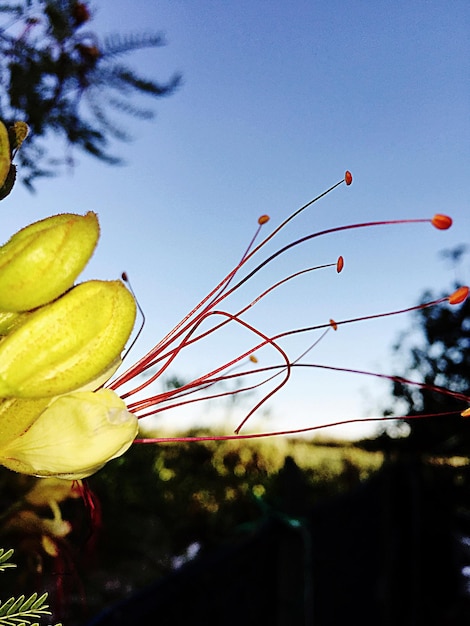 Foto close-up di fiori gialli