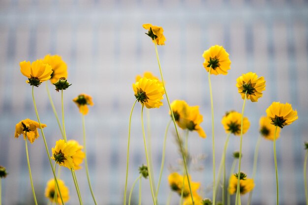 Close-up of yellow flowers