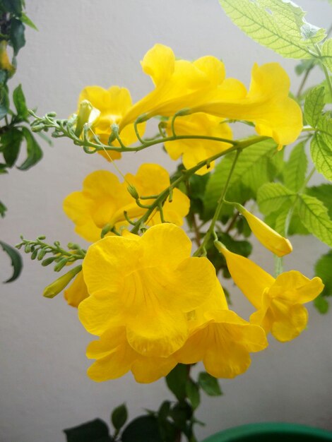 Close-up of yellow flowers