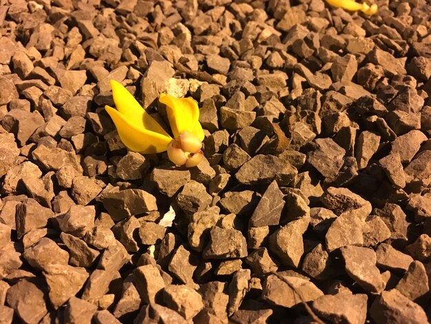 Close up of yellow flowers