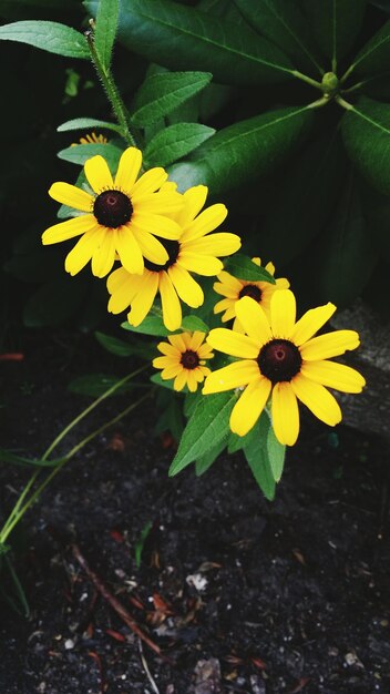 Photo close-up of yellow flowers