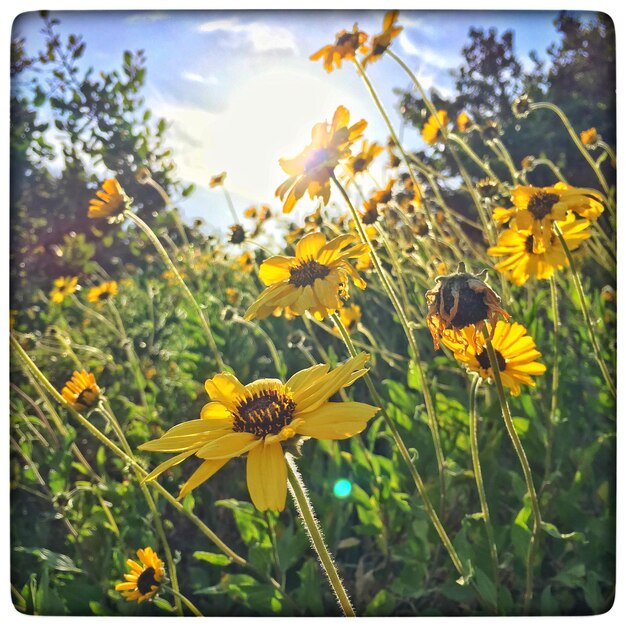 Close-up of yellow flowers