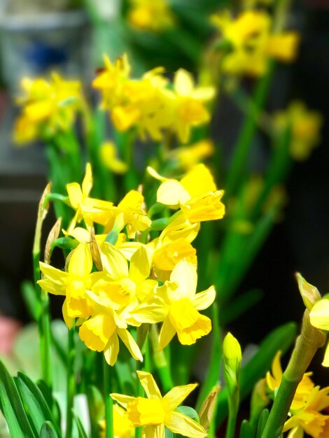 Close-up of yellow flowers