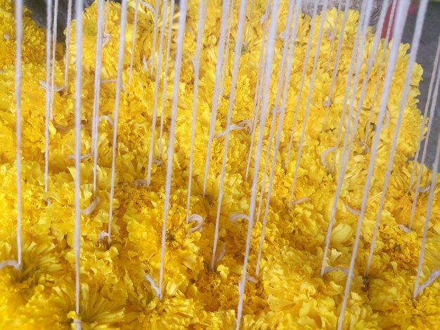 Close-up of yellow flowers