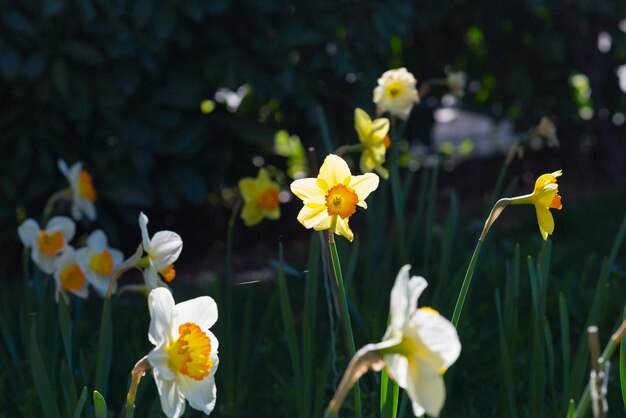 Foto close-up di fiori gialli