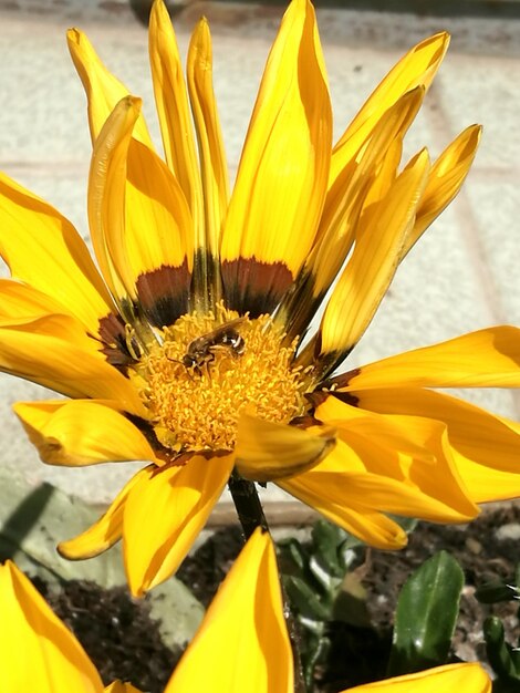 Close-up of yellow flowers