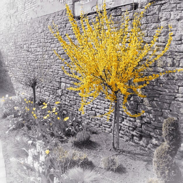 Close-up of yellow flowers