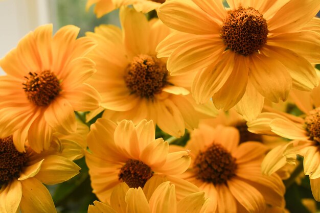 Close-up of yellow flowers