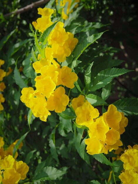 Close-up of yellow flowers