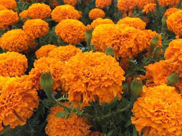 Close-up of yellow flowers