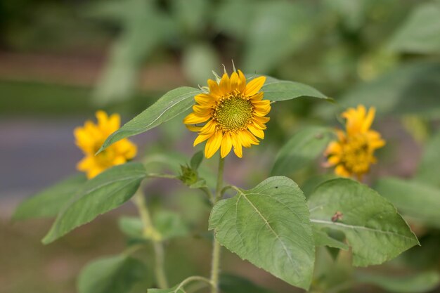 Foto close-up di fiori gialli