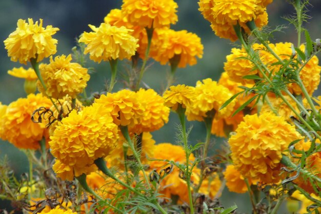 Close-up of yellow flowers